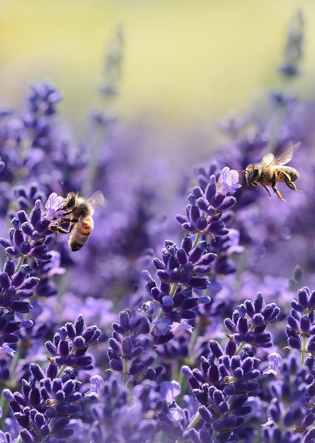 honey bees and lavender