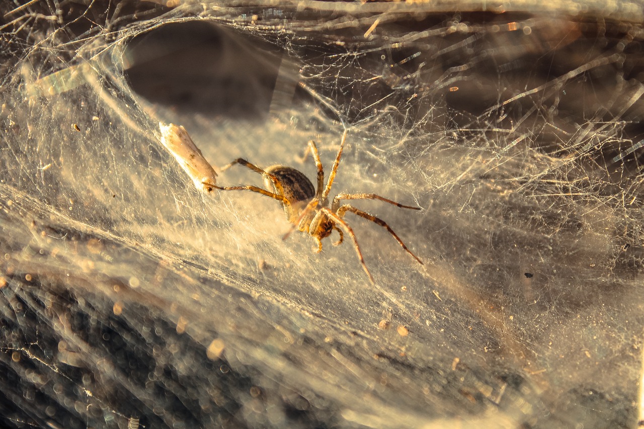 common funnel web spider colorado